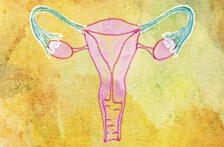 illustration of a uterus with ovaries and fallopian tubes